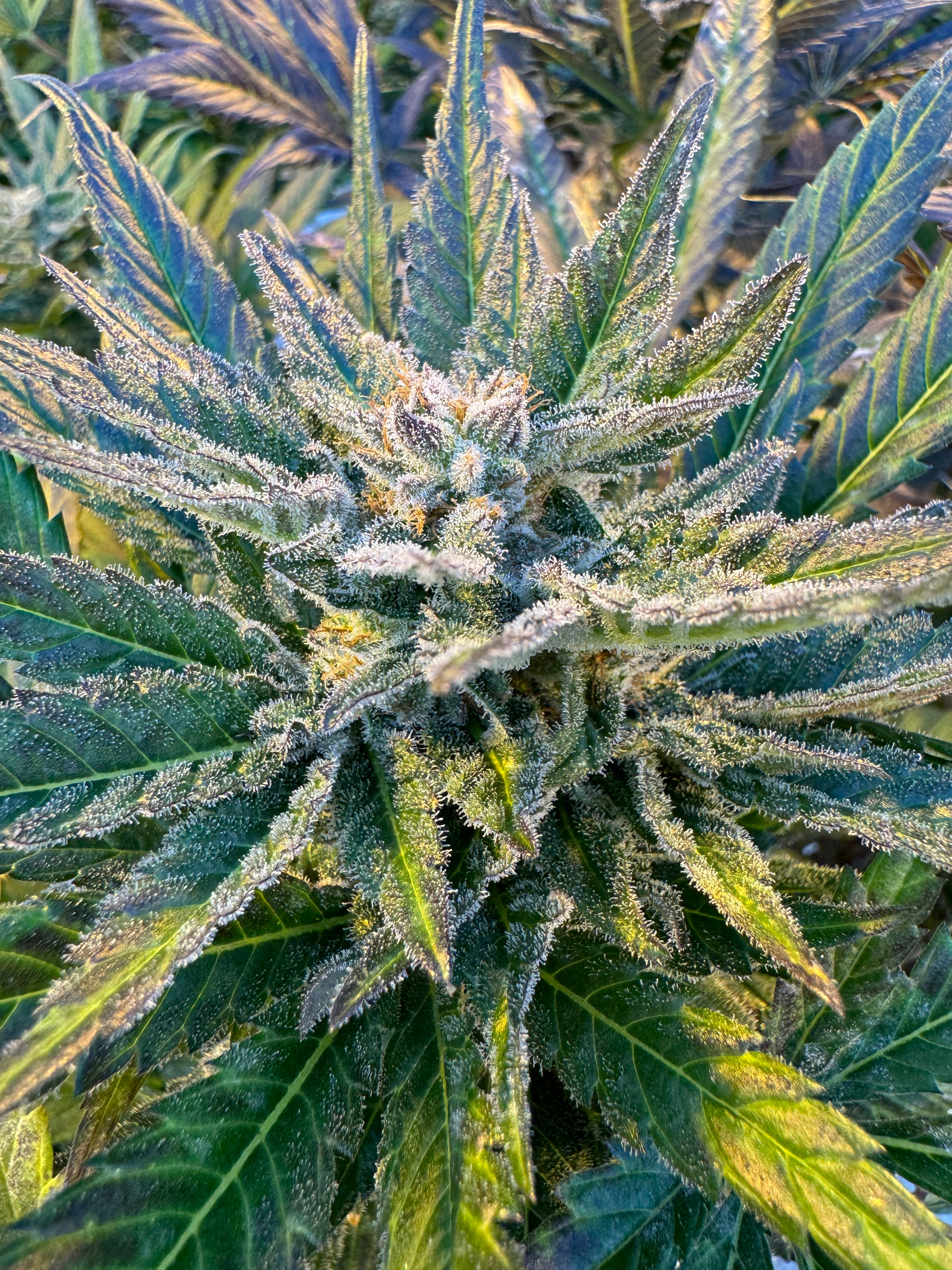 CBD Cannabis (Blüten)