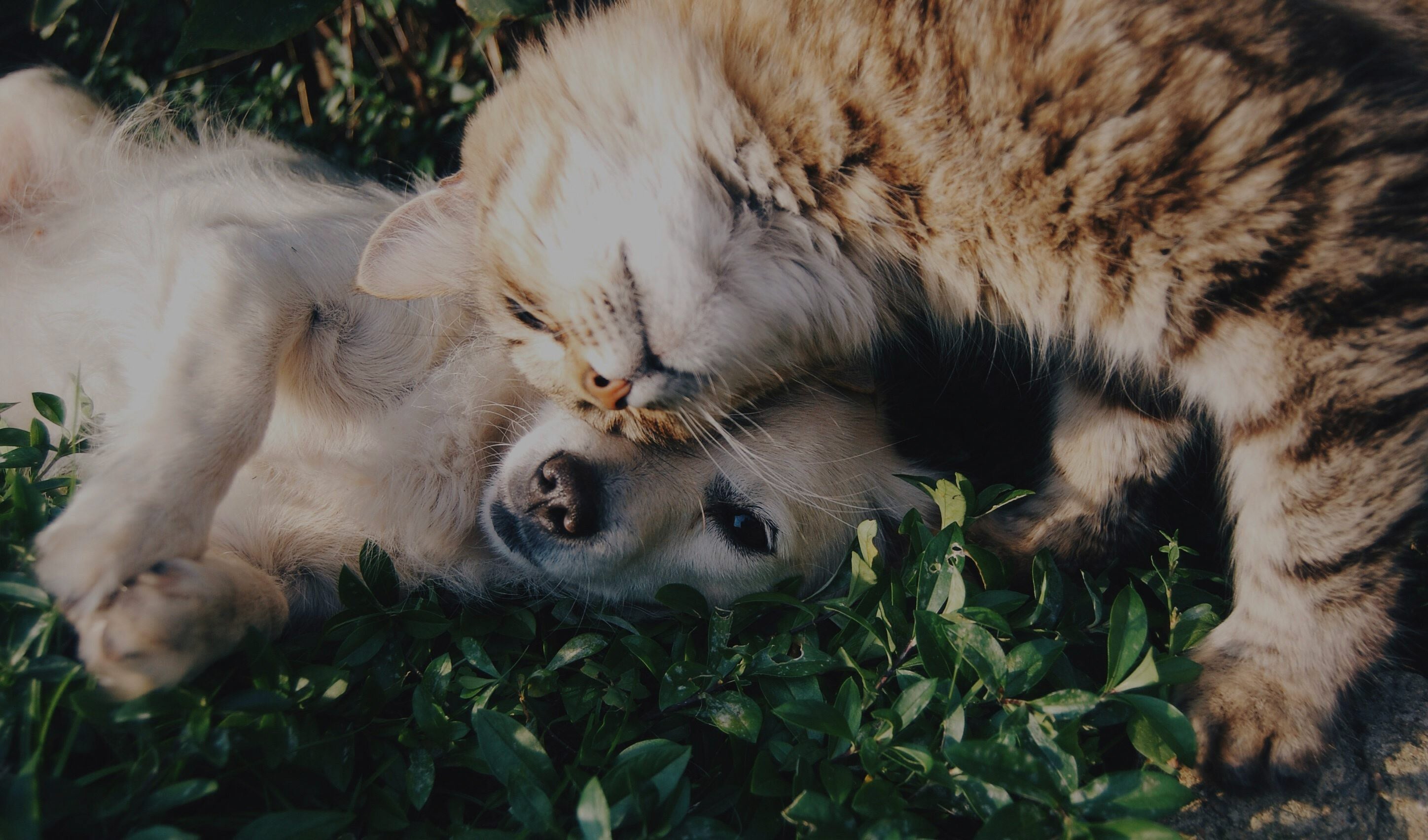Hund und Katze, gepflegt mit CBD-Öl von BergBlüten