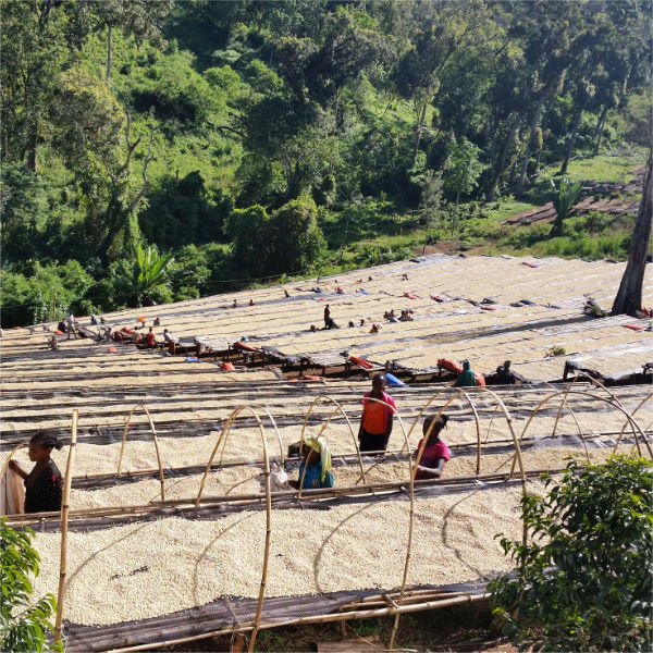 Ethiopia – Guji Washed DIMTU Organic