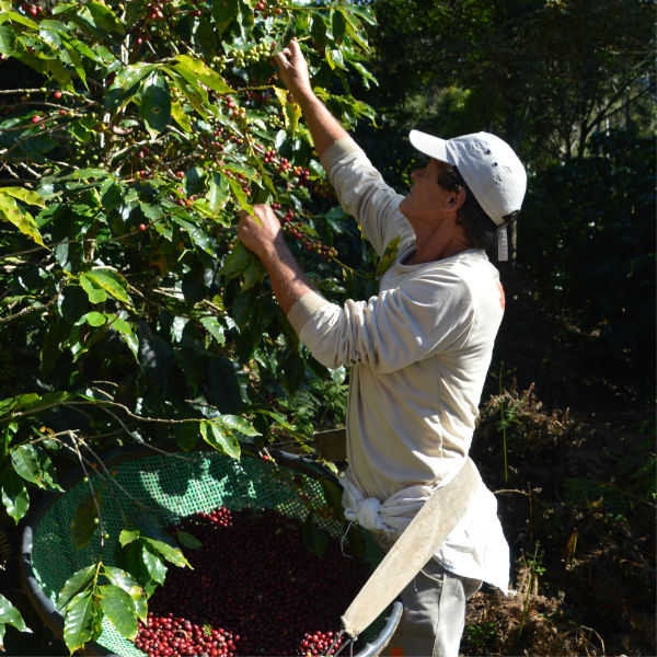 Brazil – Fazenda Camocim BIO / Demeter