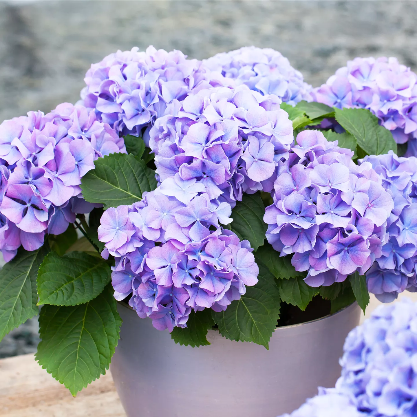 Hortensie Hydrangea macrophylla