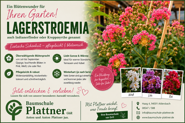 Lagerstroemia