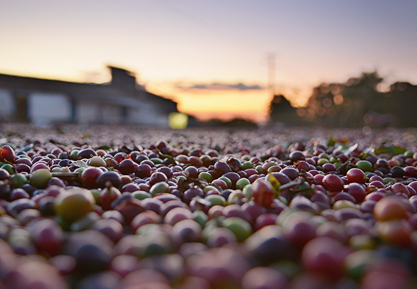 Songwa Farm – Partnerschaft mit La Marzocco