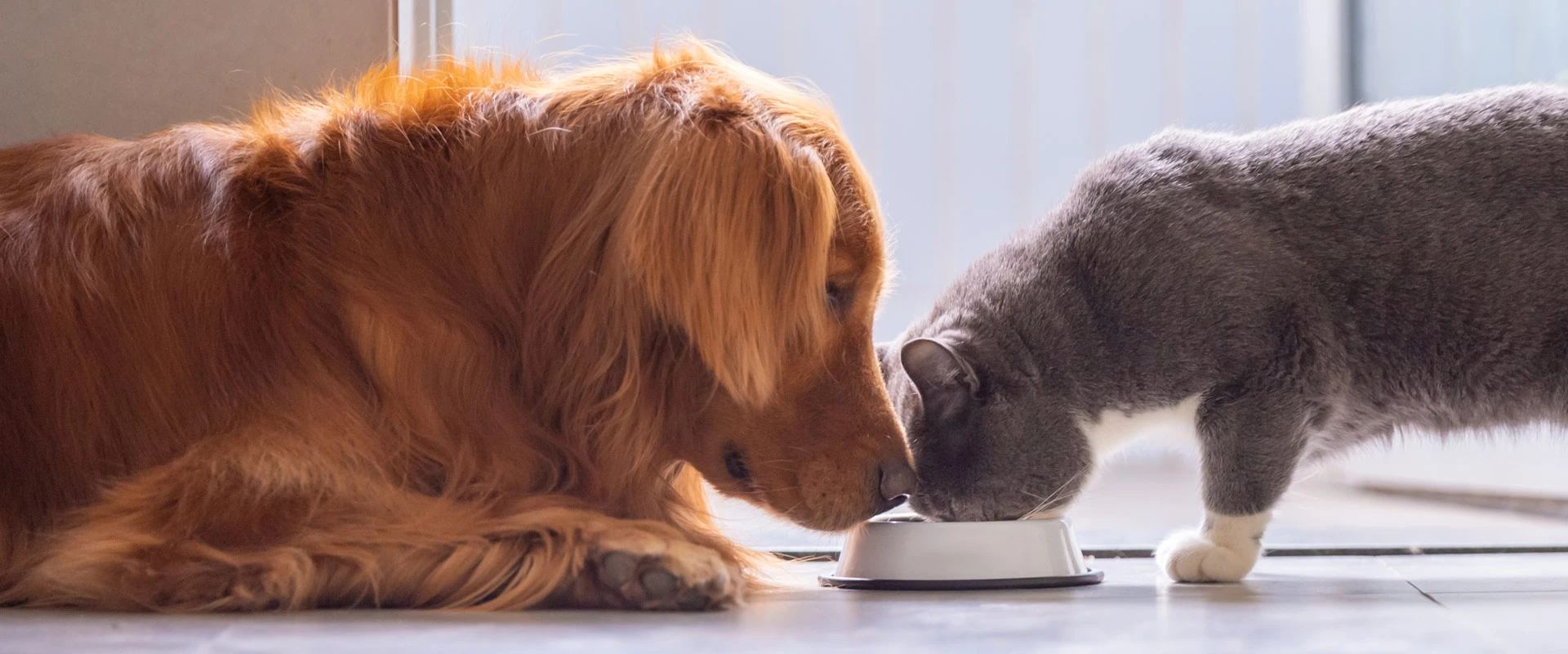 Funktionale Petfood-Ingredients