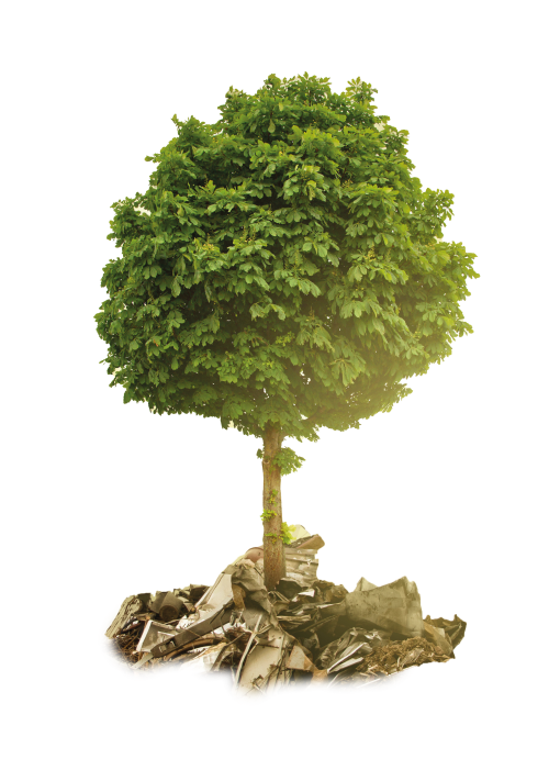Der Baum – Baumpatenschaft Thüringen
