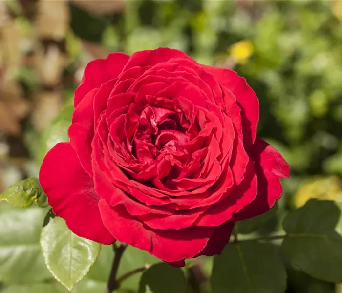 Edelrose