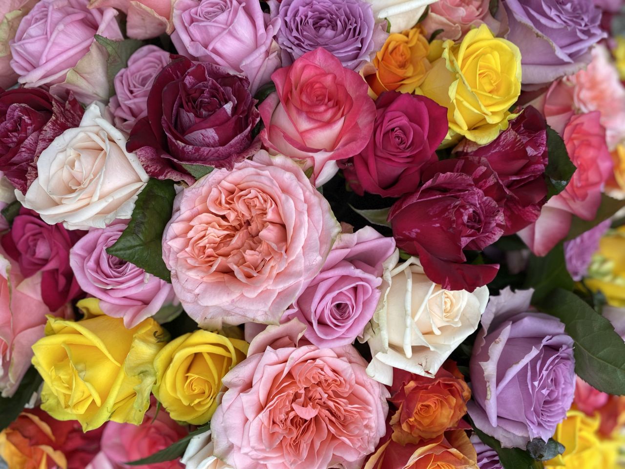 Betriebsansicht Heinen Rosen