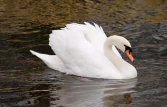 Schwan – Firmenlogo seit 1953