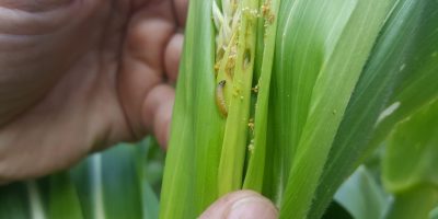 Maiszünsler – Zielorganismus der Trichogramma-Ausbringung