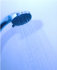 Legionella pneumophila