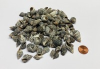 Schneckenhäuser Nassa Pussata 100g