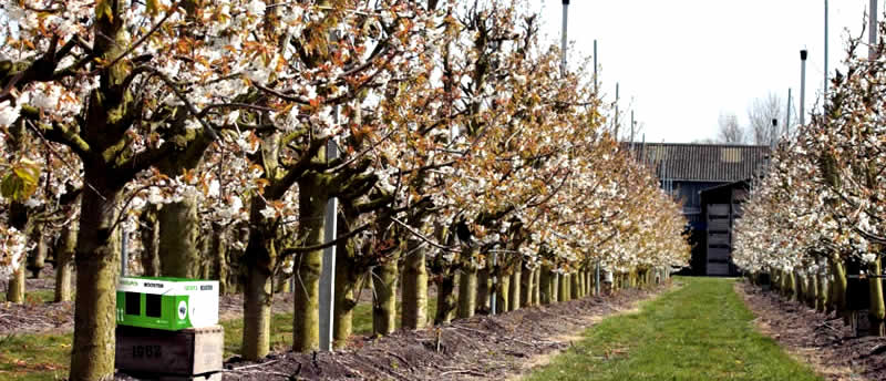 Natupol Booster – Einsatz in einer Plantage