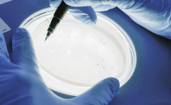 Mikrobiologische Prüfung im eigenen Labor
