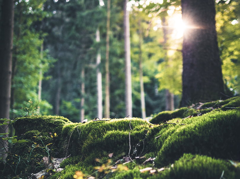 Pro Green environmental protection programme