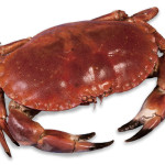 Krebstiere