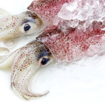 Cephalopoden (Weichtiere)