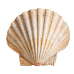 Muscheln
