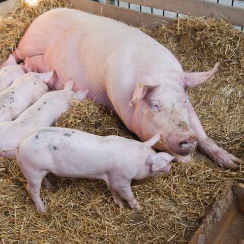 Sau mit Ferkeln – Schweinefutter