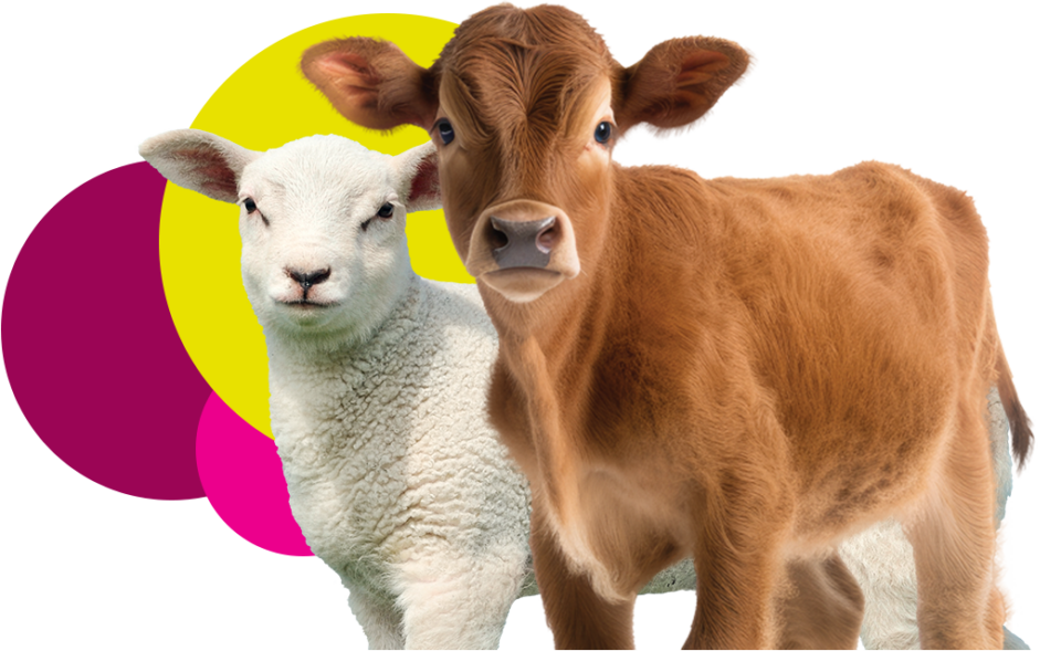 Start life well – Produkte für Kälber und Jungtiere