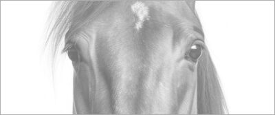 EquiSense – Wellness-Produkte für Pferde