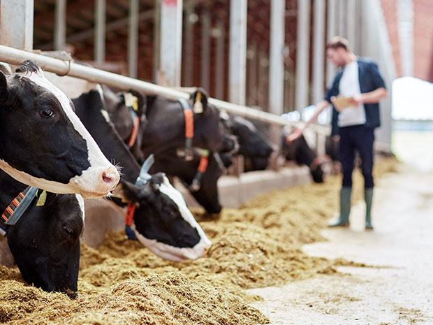 Einsatzgebiet Tierfutter: Futtermittelproduktion für Nutztiere