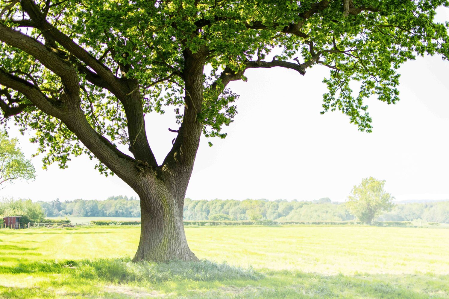 Eiche im Sonnenschein
