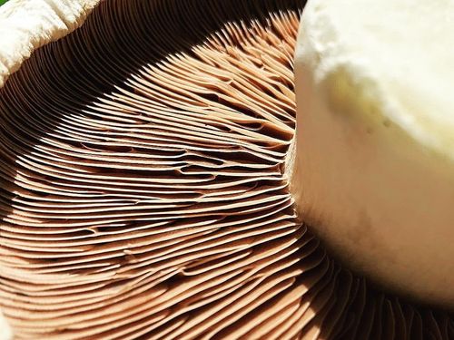 Champignons Produktbild