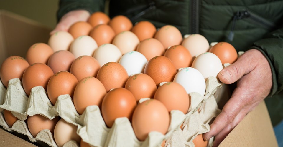 Bio-Eier vom regionalen Lieferanten