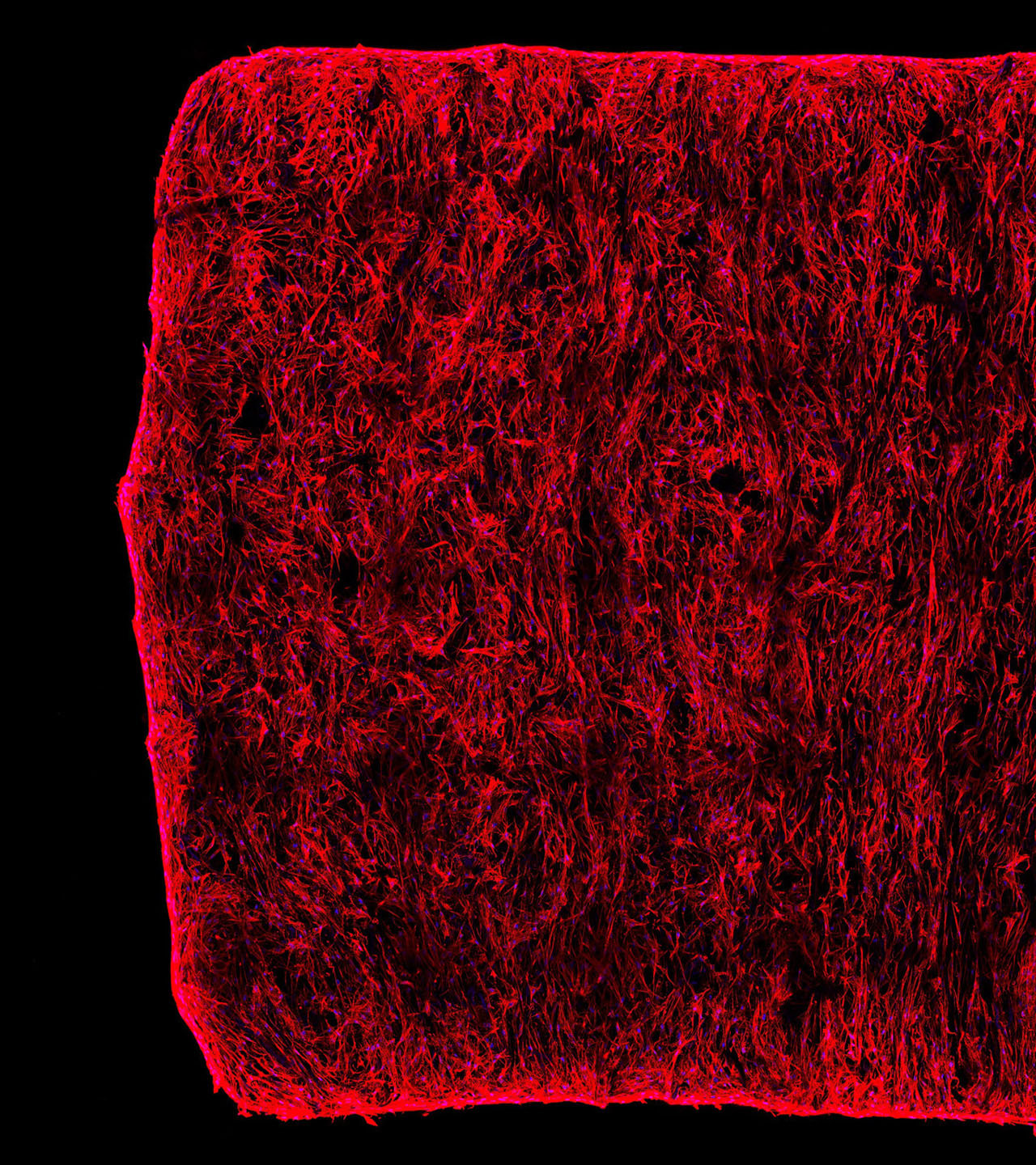 Bioprinting – 3D-Zellkulturen und Gewebescaffolds