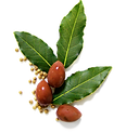 Lorbeer & Olive
