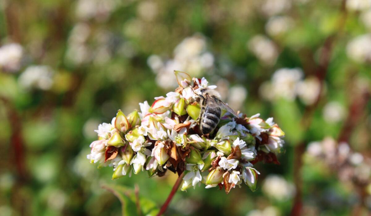 Buckwheat cultivation