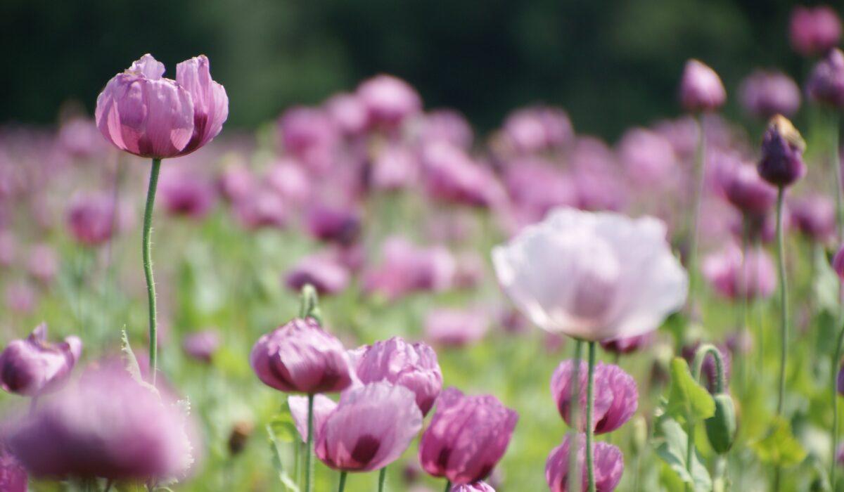 Blue poppy cultivation