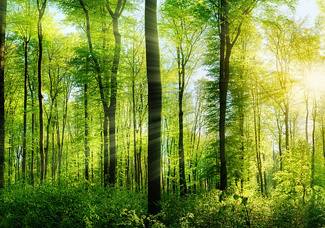 Natur-Kerzen