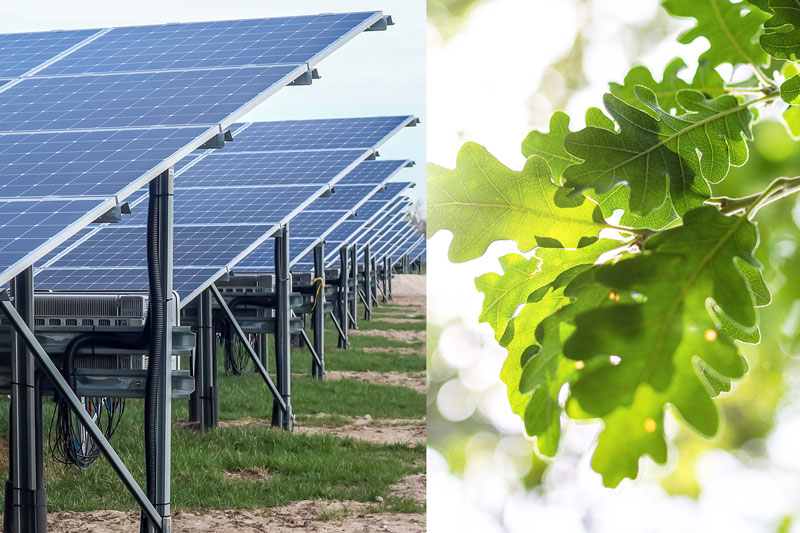 Nachhaltigkeit: Solarstrom und Verpackung aus Grasfaser