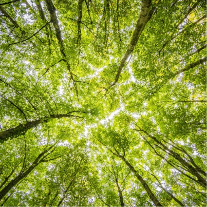 Nachhaltigkeit – Green Living