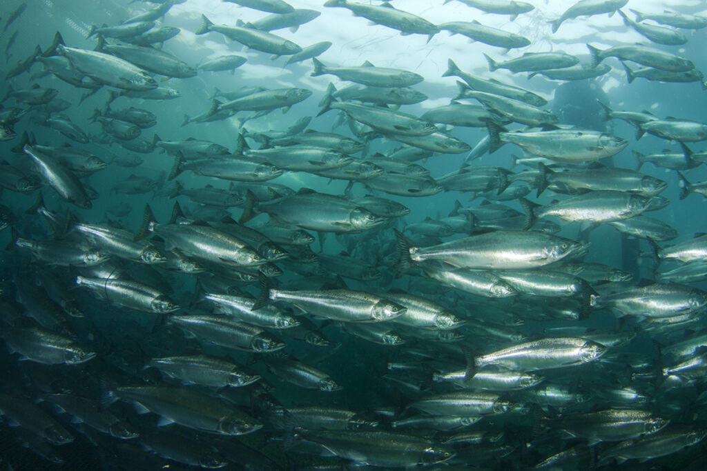 Fischstrom in Aquakulturanlage