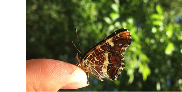 Schmetterling auf Brennnessel