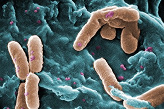 Biofilmanalyse