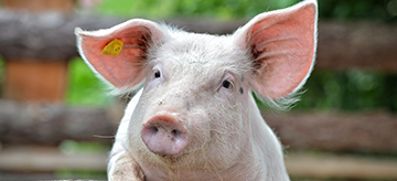 Pork Solutions – Schlacht- und Zerlegelösungen