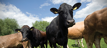 Beef Solutions – Schlacht- und Entbeinungslinien