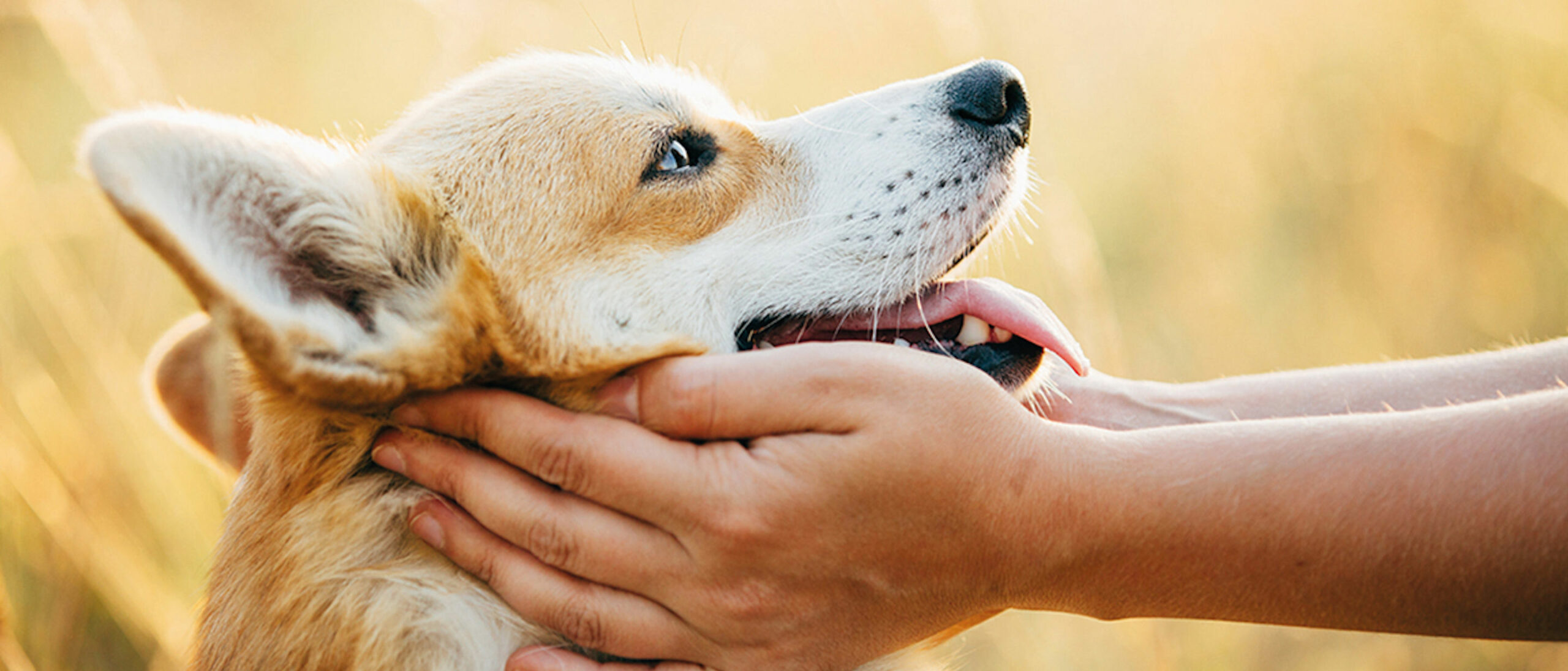 Hundesnacks in zertifizierter Qualität