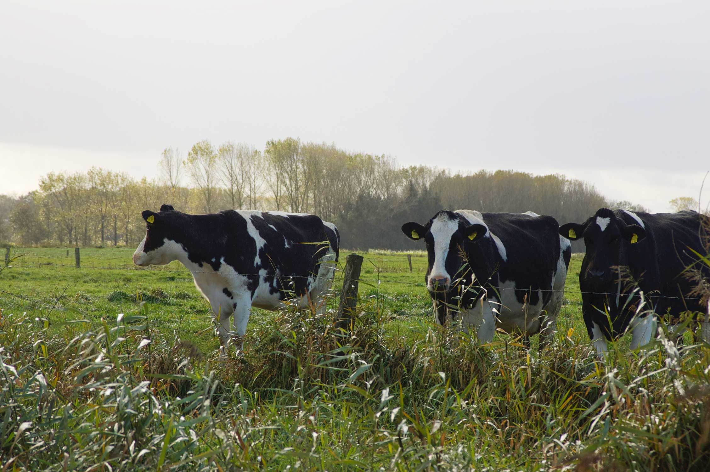 Cows on green pastures – Molkerei Hasenfleet