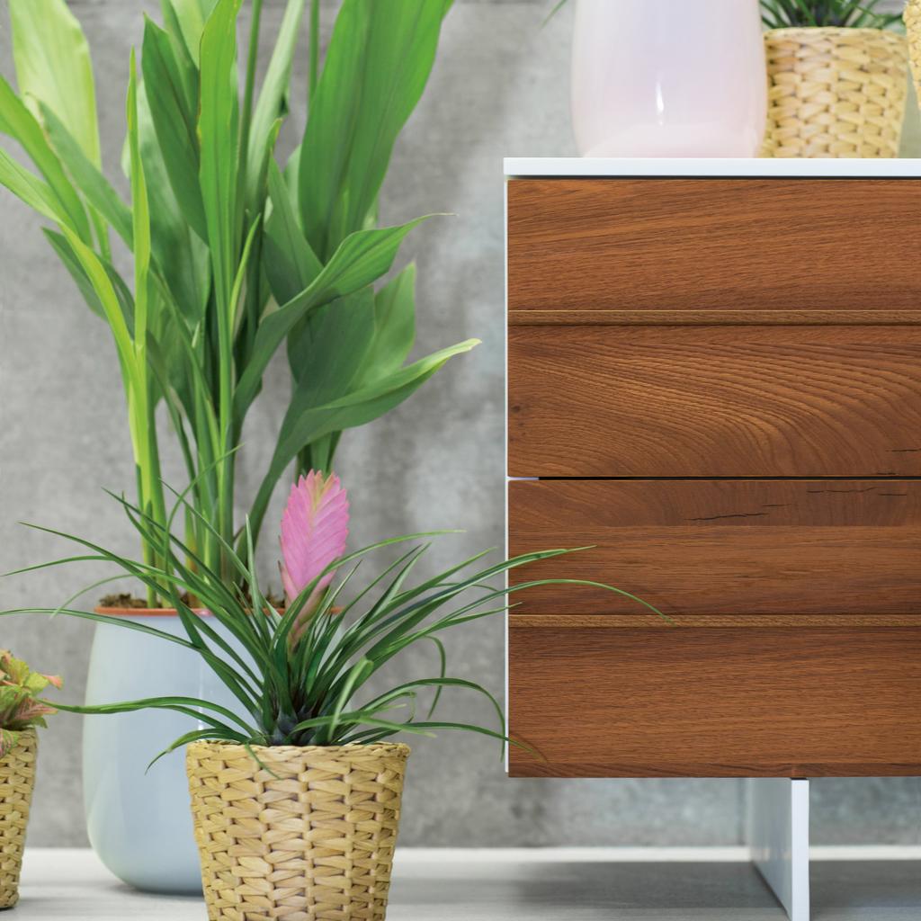 Oak Antique Holzdekor