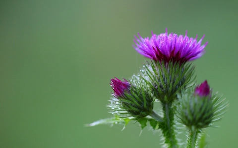 Mariendistel – Rohstoff für das Bitter-Elixier