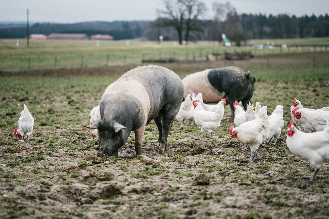 Symbiotische Landwirtschaft