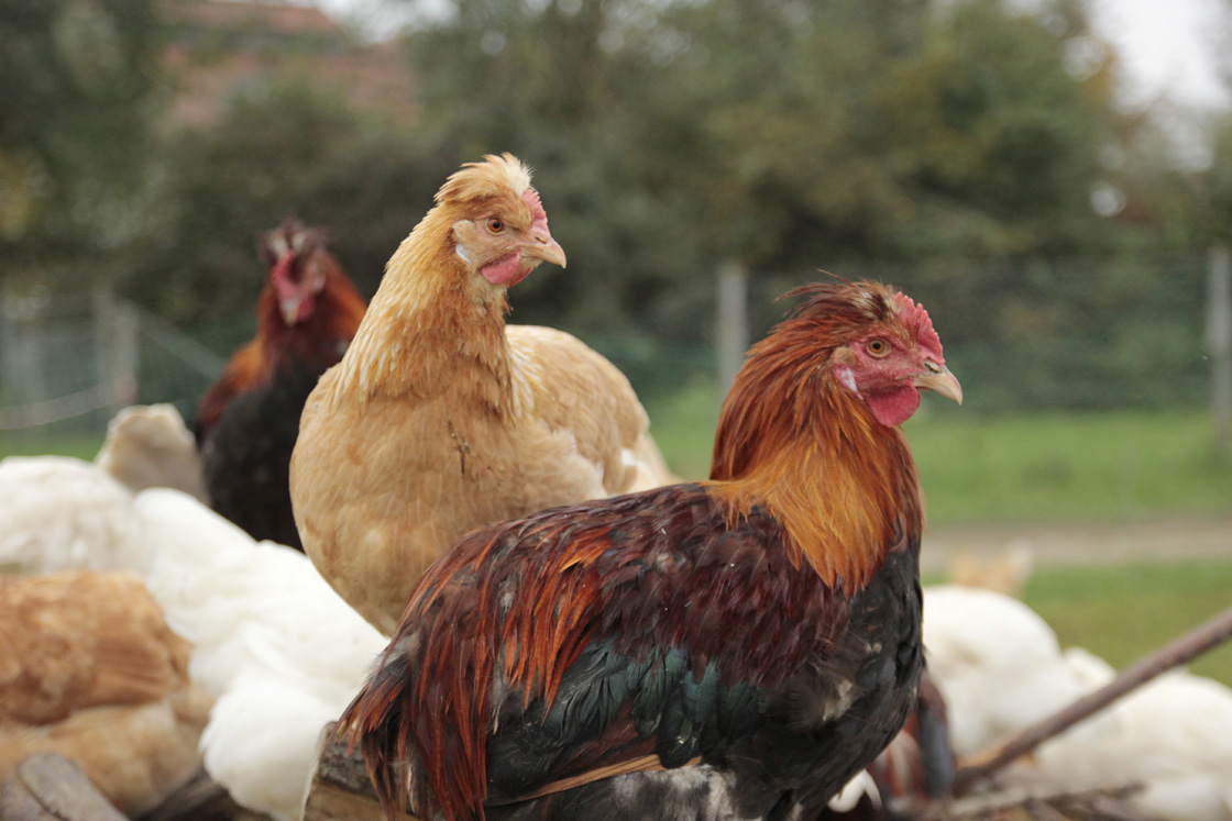 Herrmannsdorfer Landhuhn