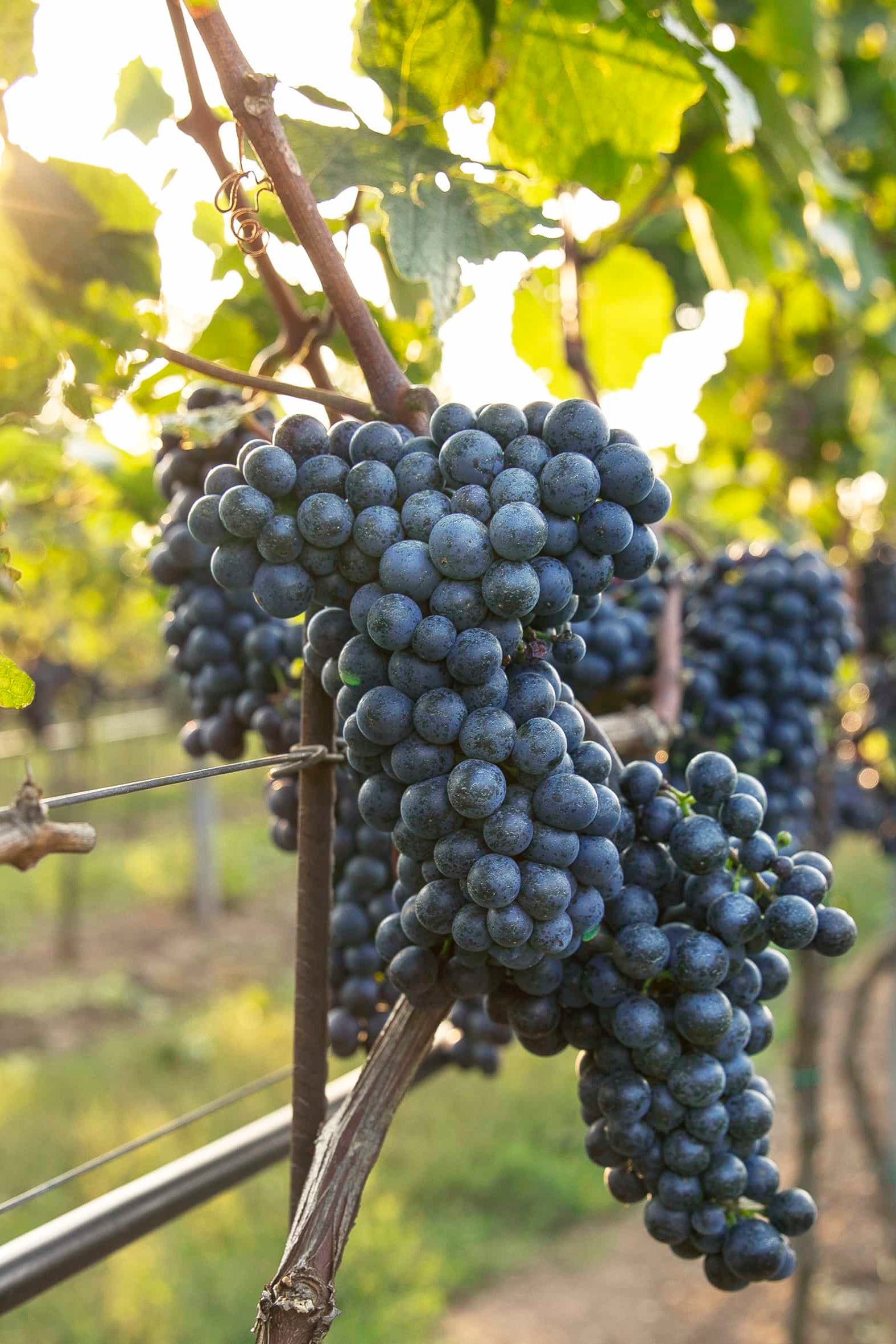 Grapes