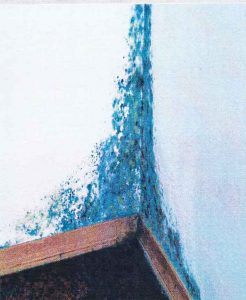 Sanierung einer schimmelpilzbefallenen Wand