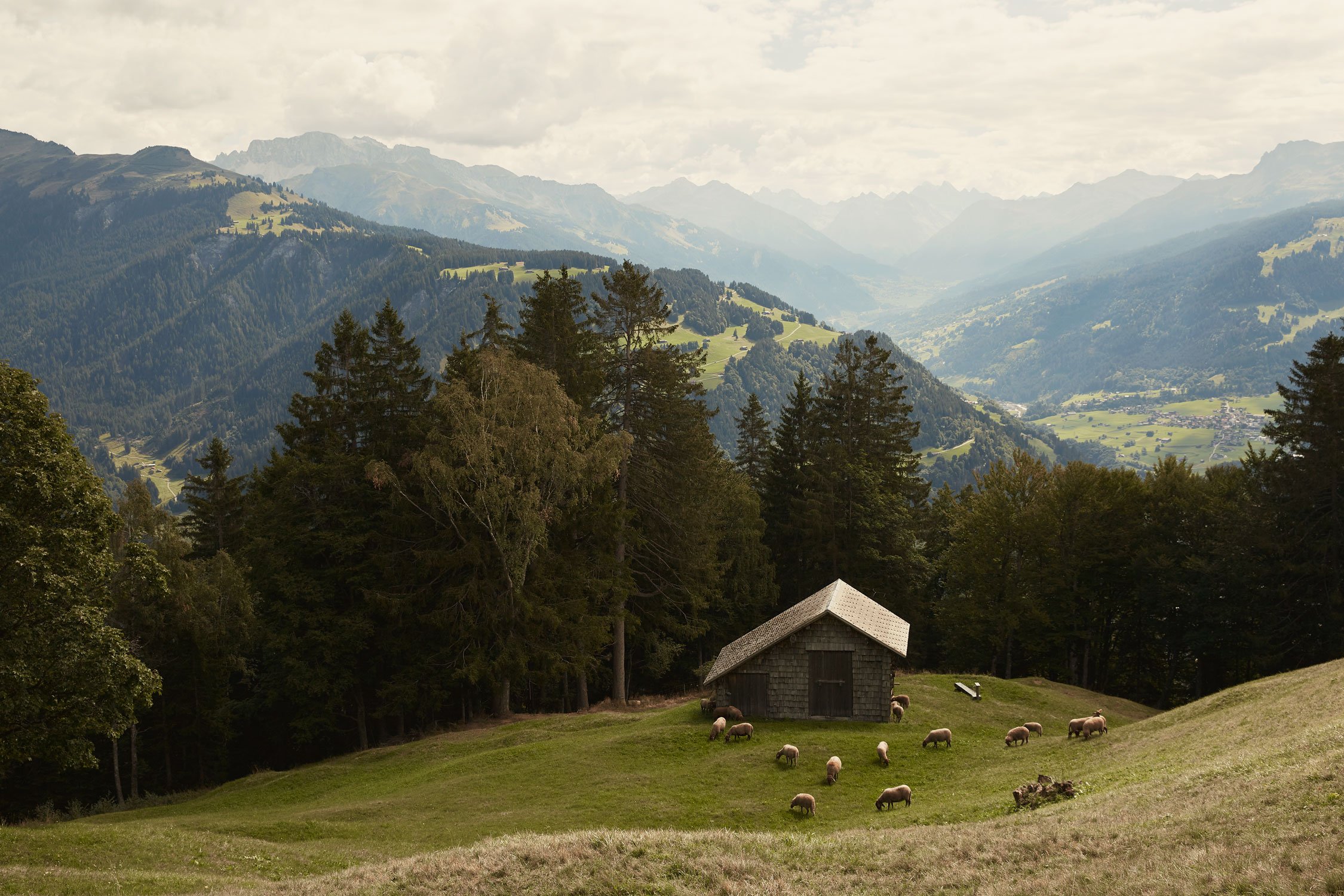 Schweizer Schaffelle – Herkunft der Felle von Höfen