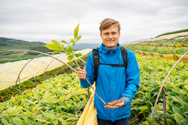 Koreanischer Reiner Roter Ginseng Produktserie